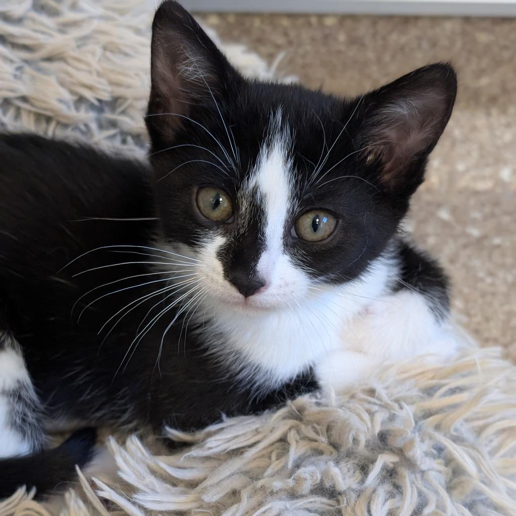 Penny, a Adoptable Domestic Short Hair in Sonoma, CA image 2/2