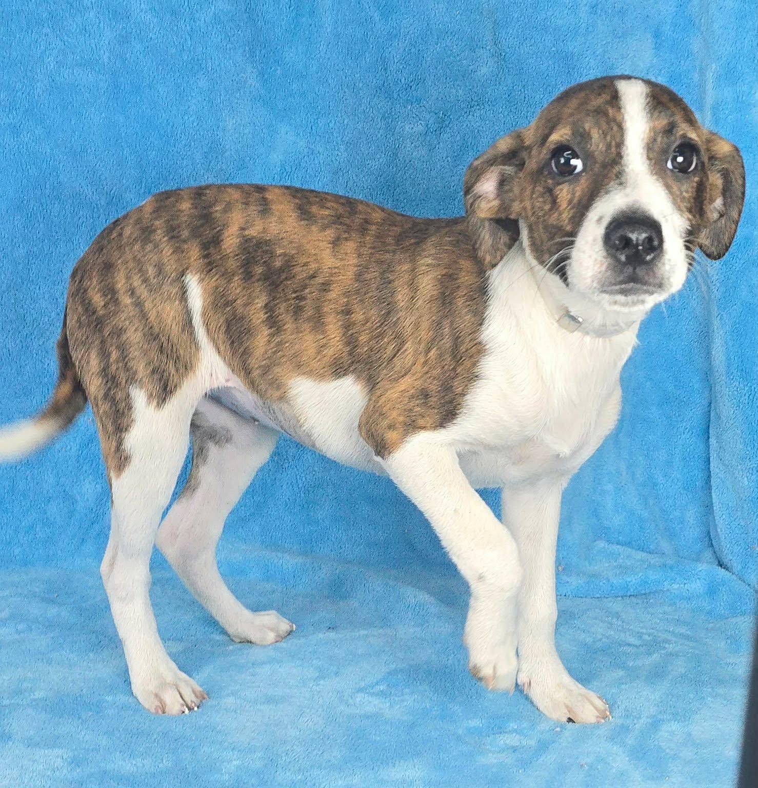 Treve, a ADOPTABLE mixed breed in Newport, TN image 4/5
