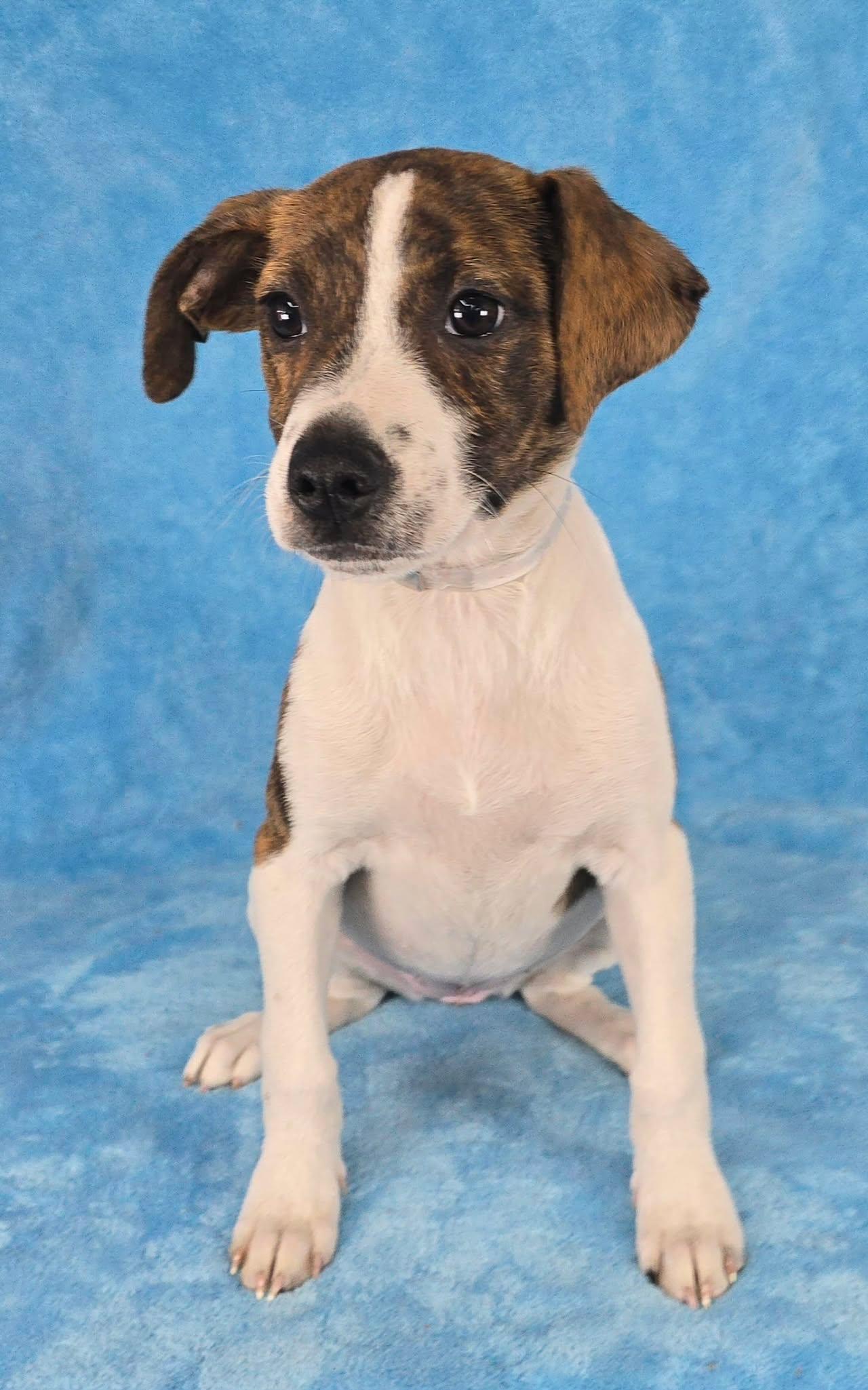 Treve, a ADOPTABLE mixed breed in Newport, TN image 5/5