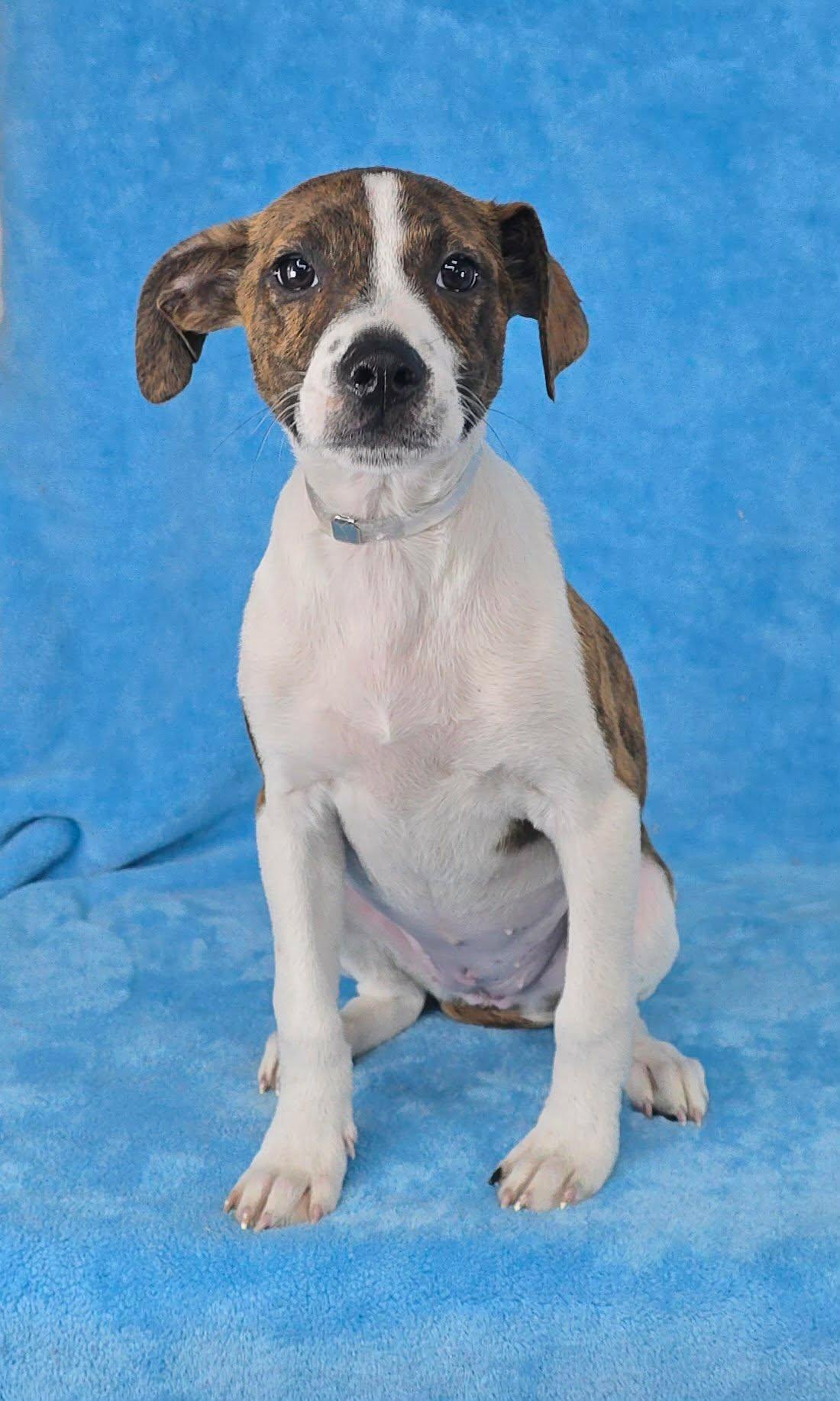 Treve, a ADOPTABLE mixed breed in Newport, TN image 2/5