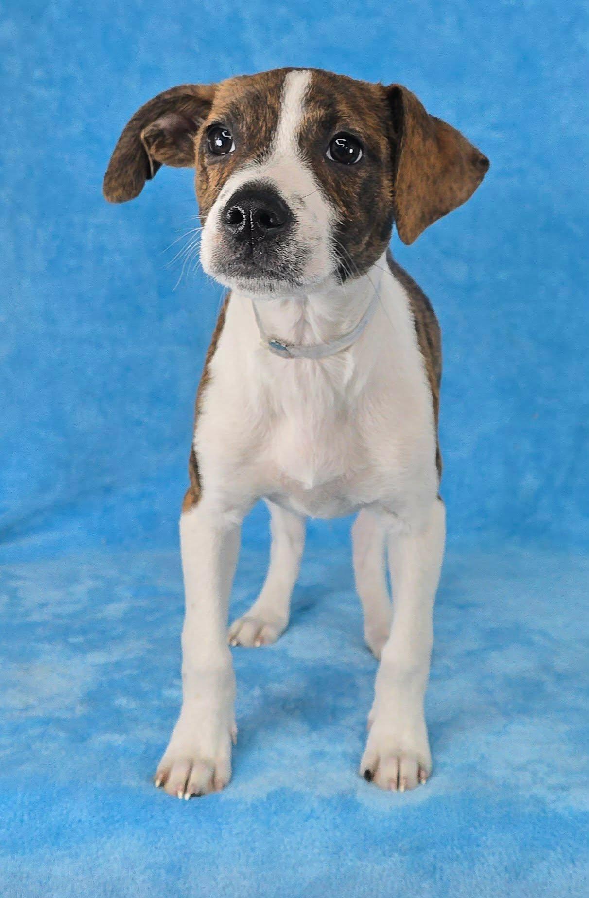 Treve, a ADOPTABLE mixed breed in Newport, TN image 3/5