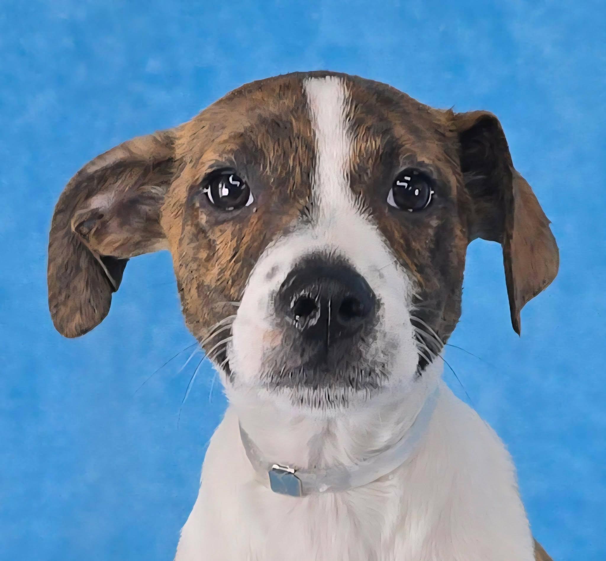 Treve, ADOPTABLE, Puppy Female Hound.