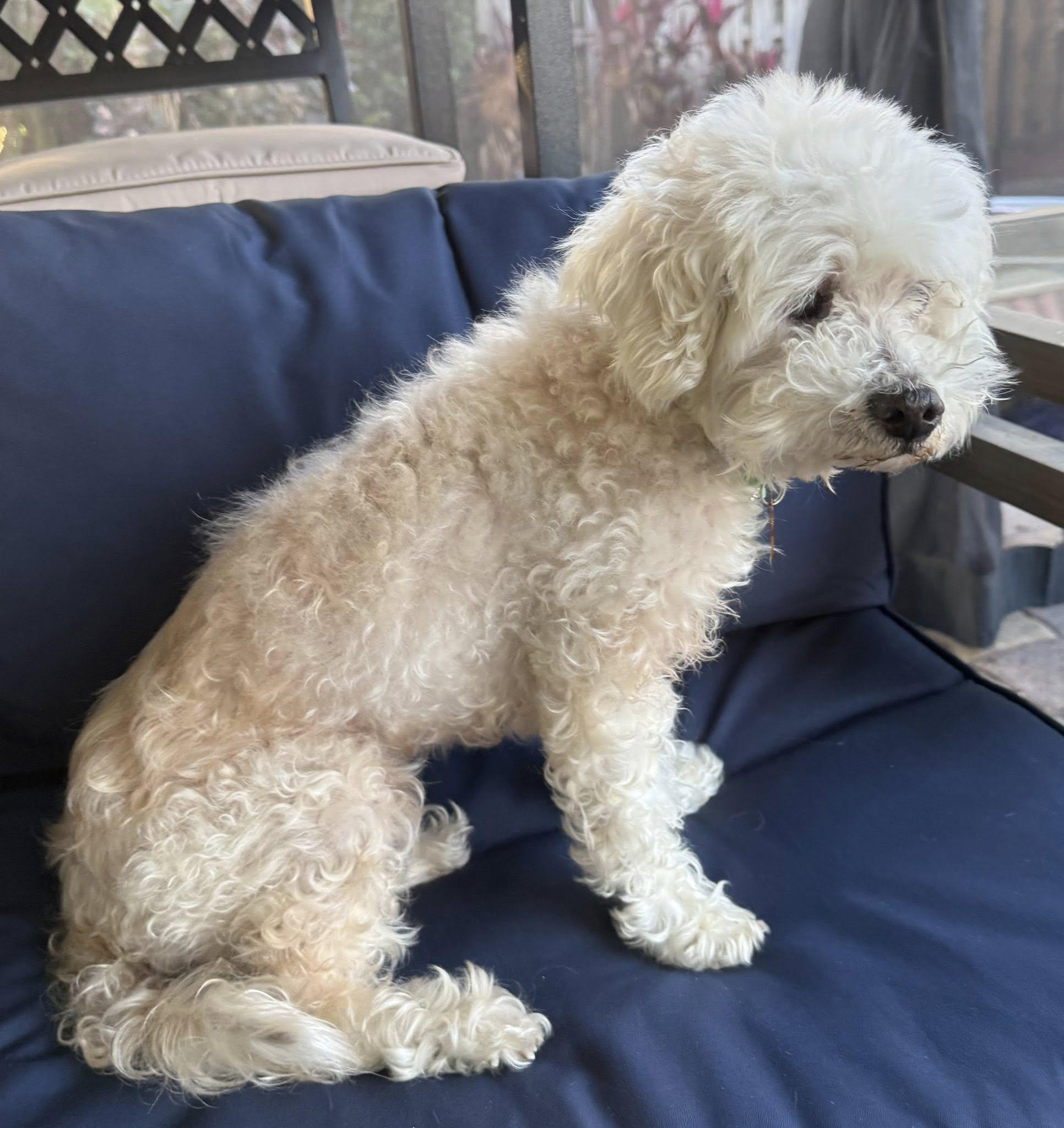 Enlarge Kaylee, a ADOPTABLE Maltipoo in Cape Coral, FL image 2/6