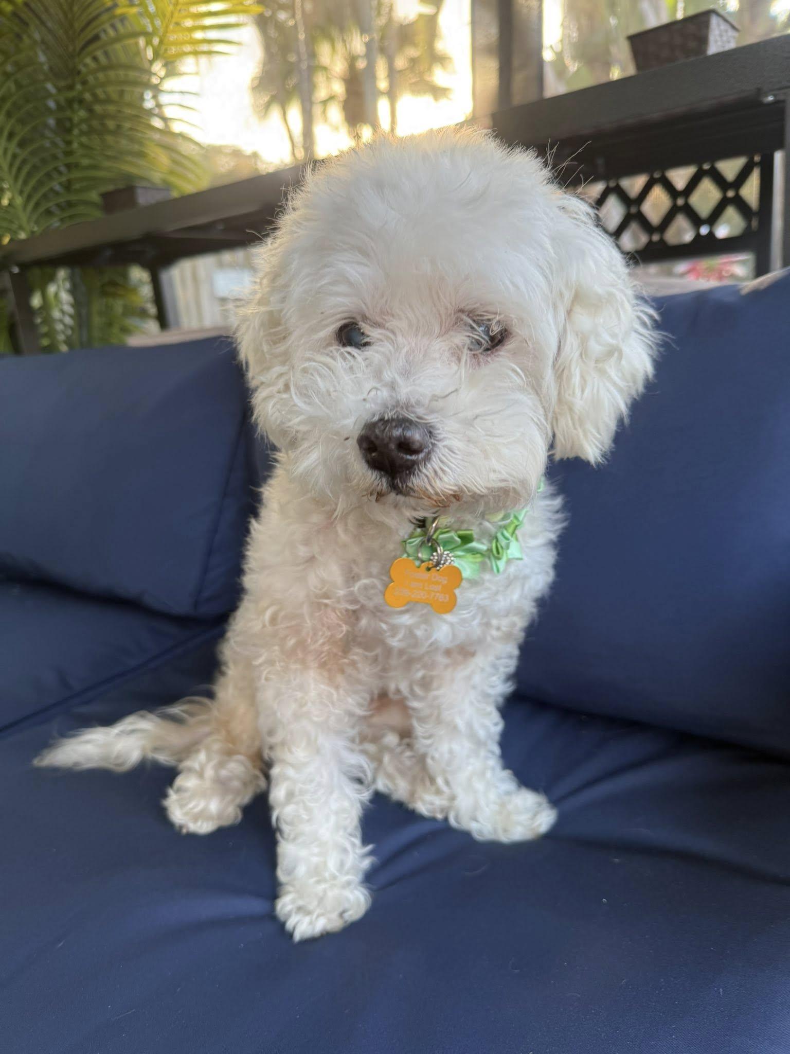 Enlarge Kaylee, a ADOPTABLE Maltipoo in Cape Coral, FL image 3/6