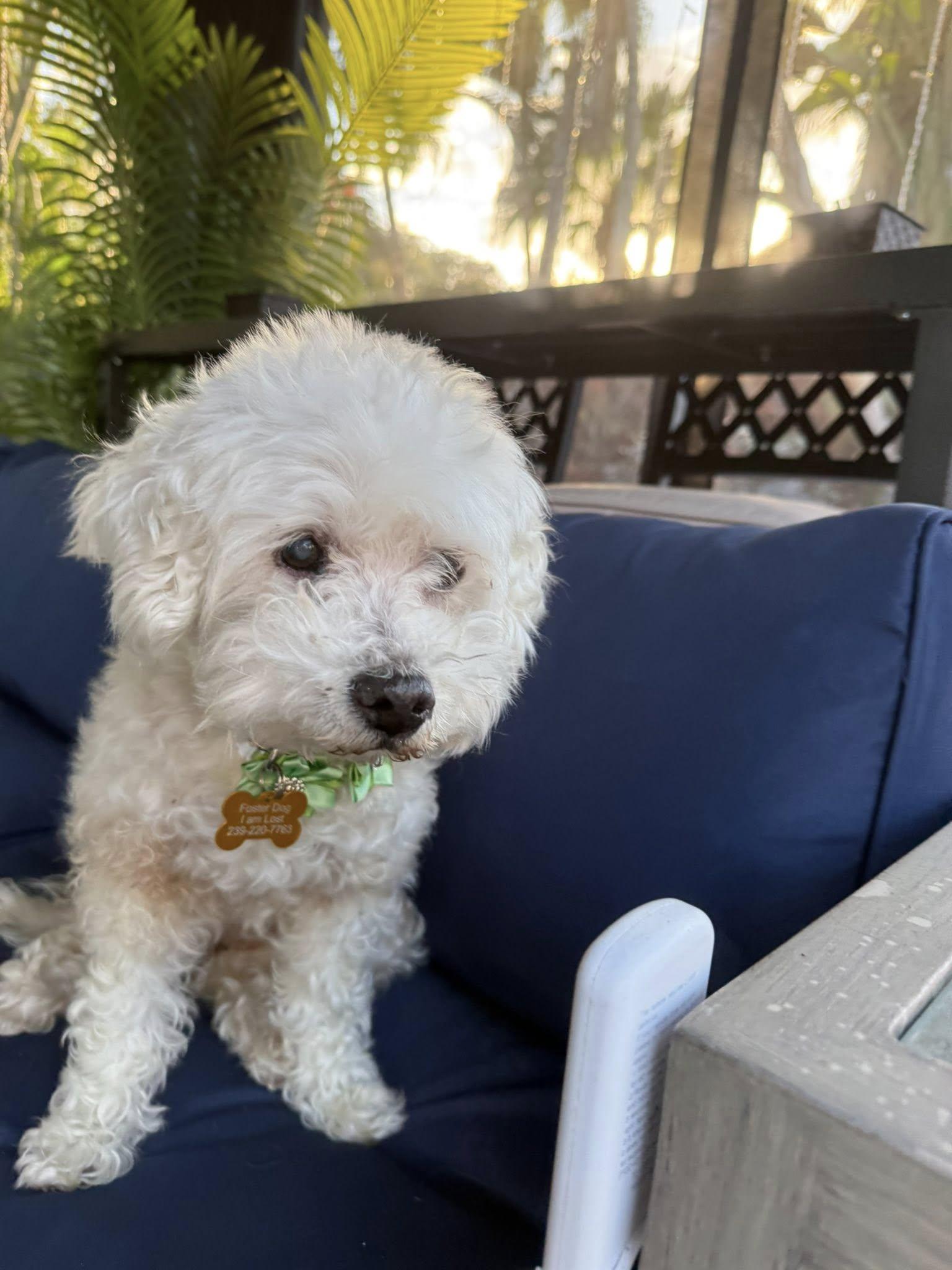 Enlarge Kaylee, a ADOPTABLE Maltipoo in Cape Coral, FL image 4/6