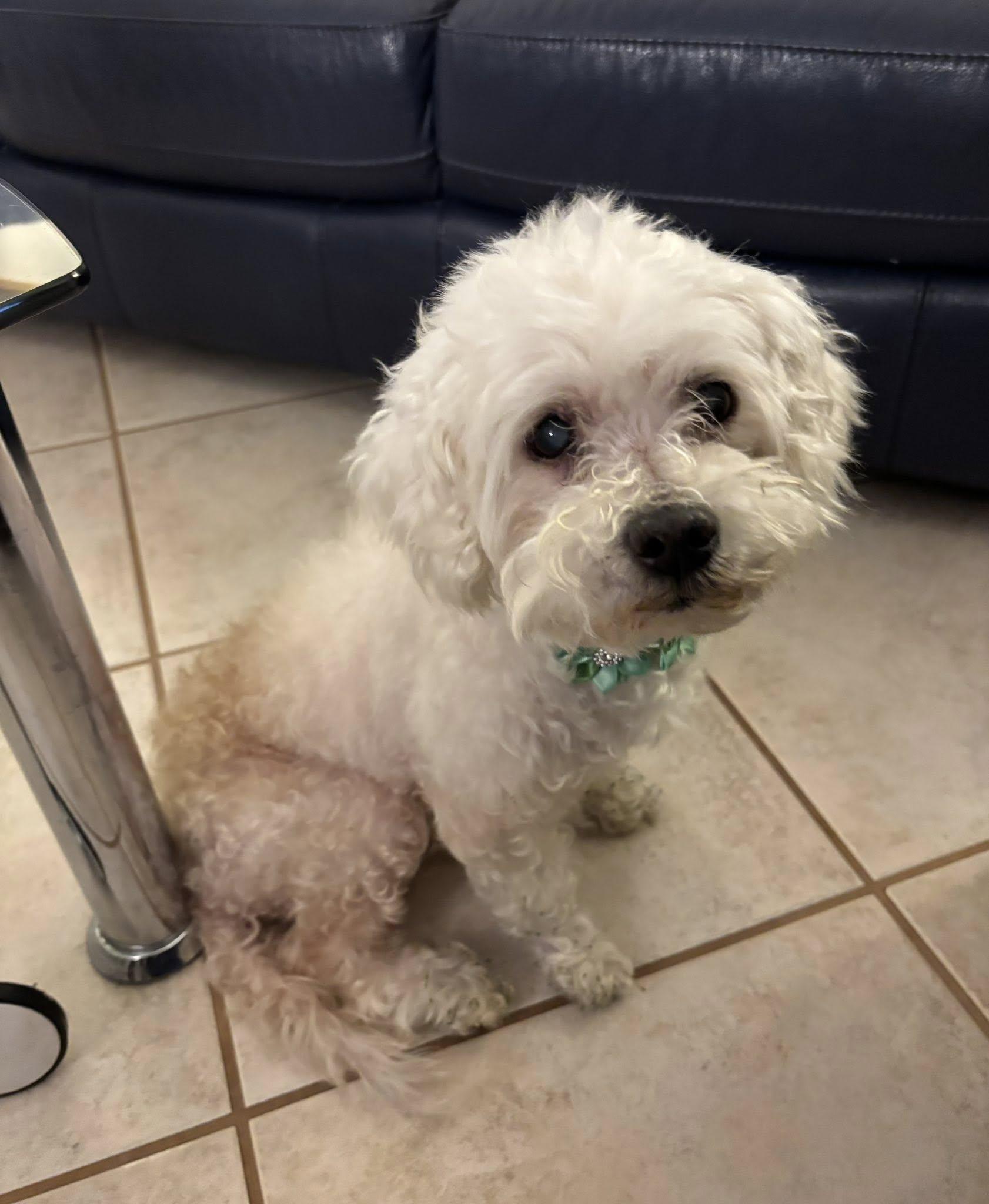 Enlarge Kaylee, a ADOPTABLE Maltipoo in Cape Coral, FL image 5/6