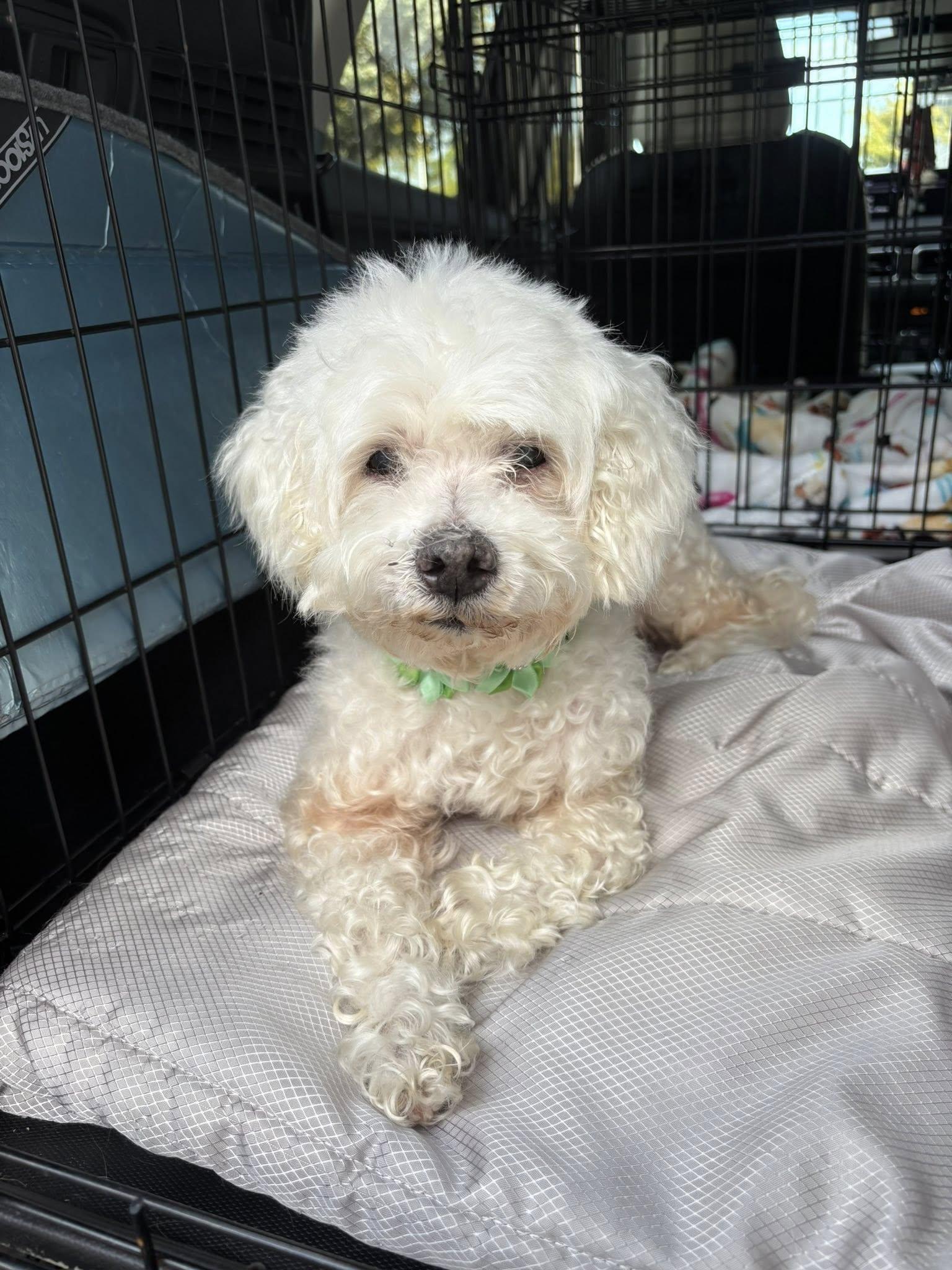 Enlarge Kaylee, a ADOPTABLE Maltipoo in Cape Coral, FL image 6/6
