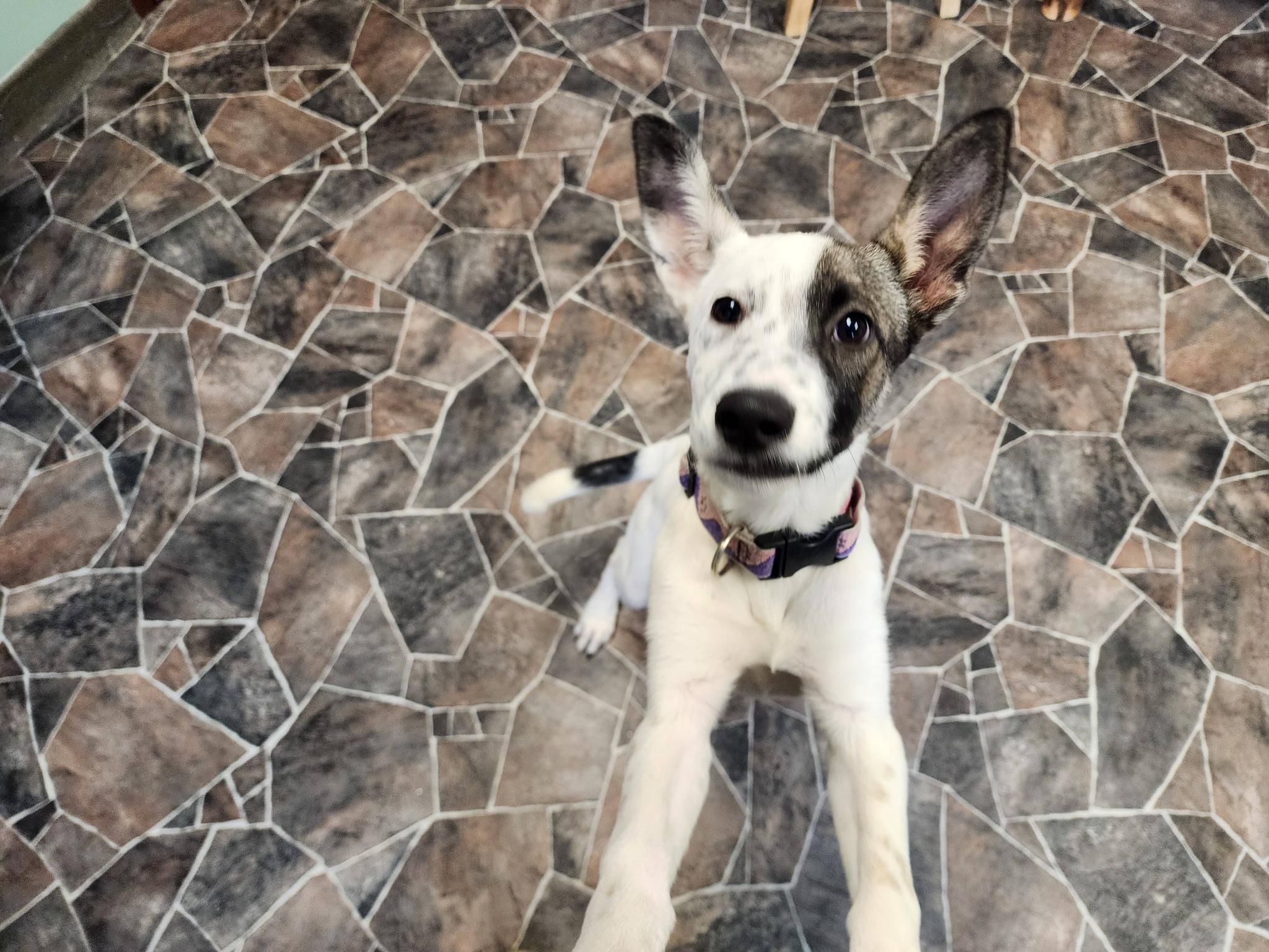 Enlarge Caterpillar, a ADOPTABLE mixed breed in Sterling Heights, MI image 6/6