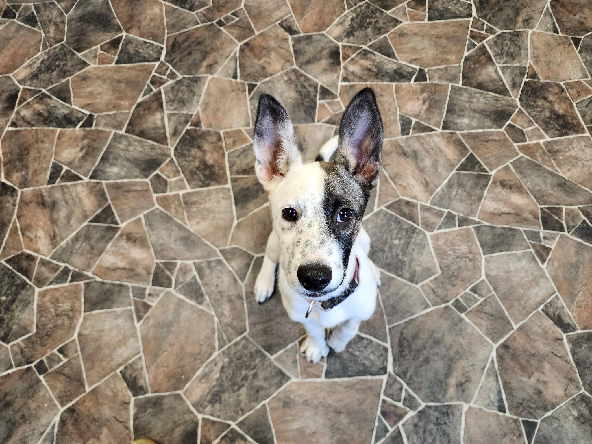 Enlarge Caterpillar, a ADOPTABLE mixed breed in Sterling Heights, MI image 4/6