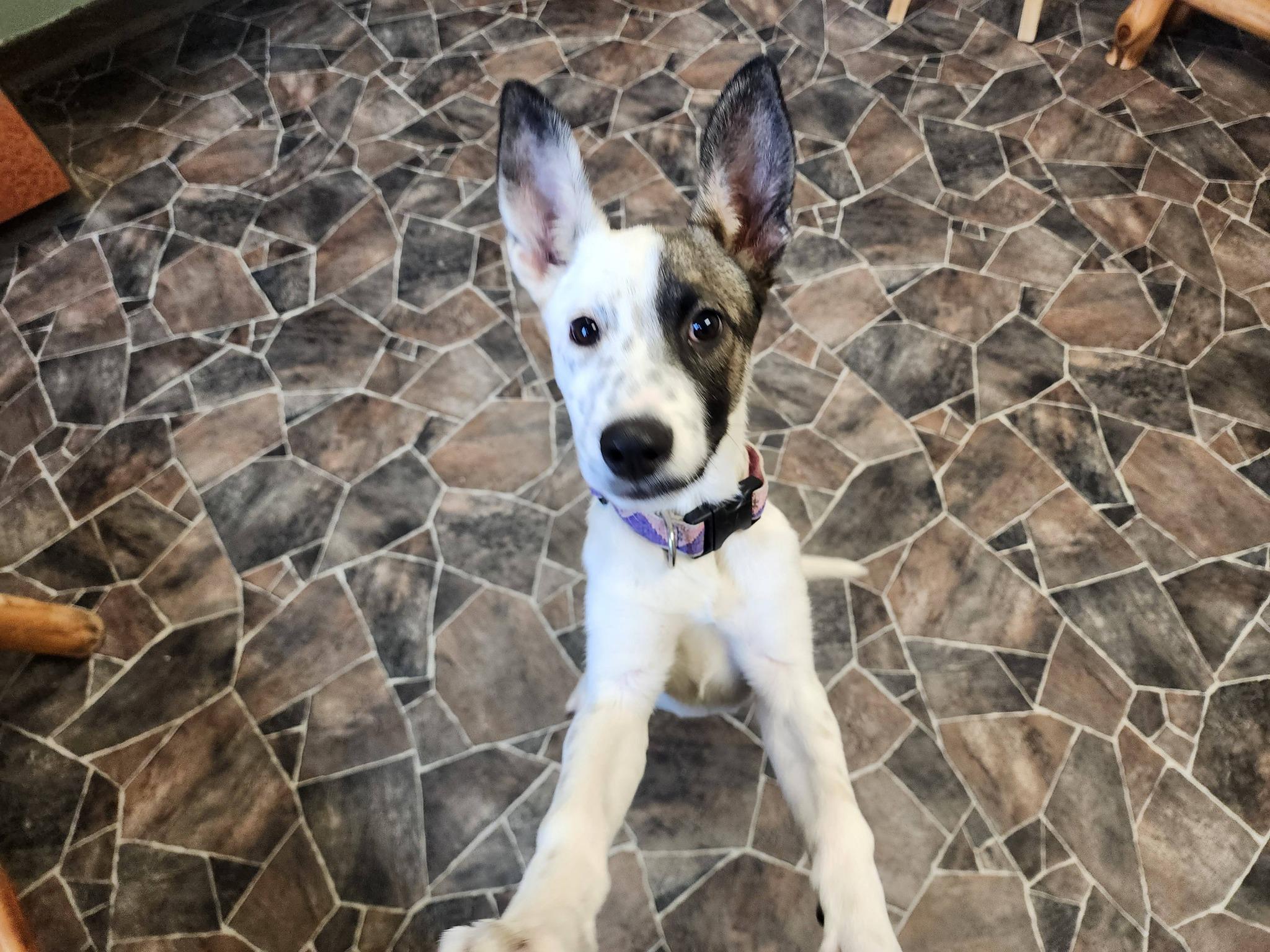 Enlarge Caterpillar, a ADOPTABLE mixed breed in Sterling Heights, MI image 3/6