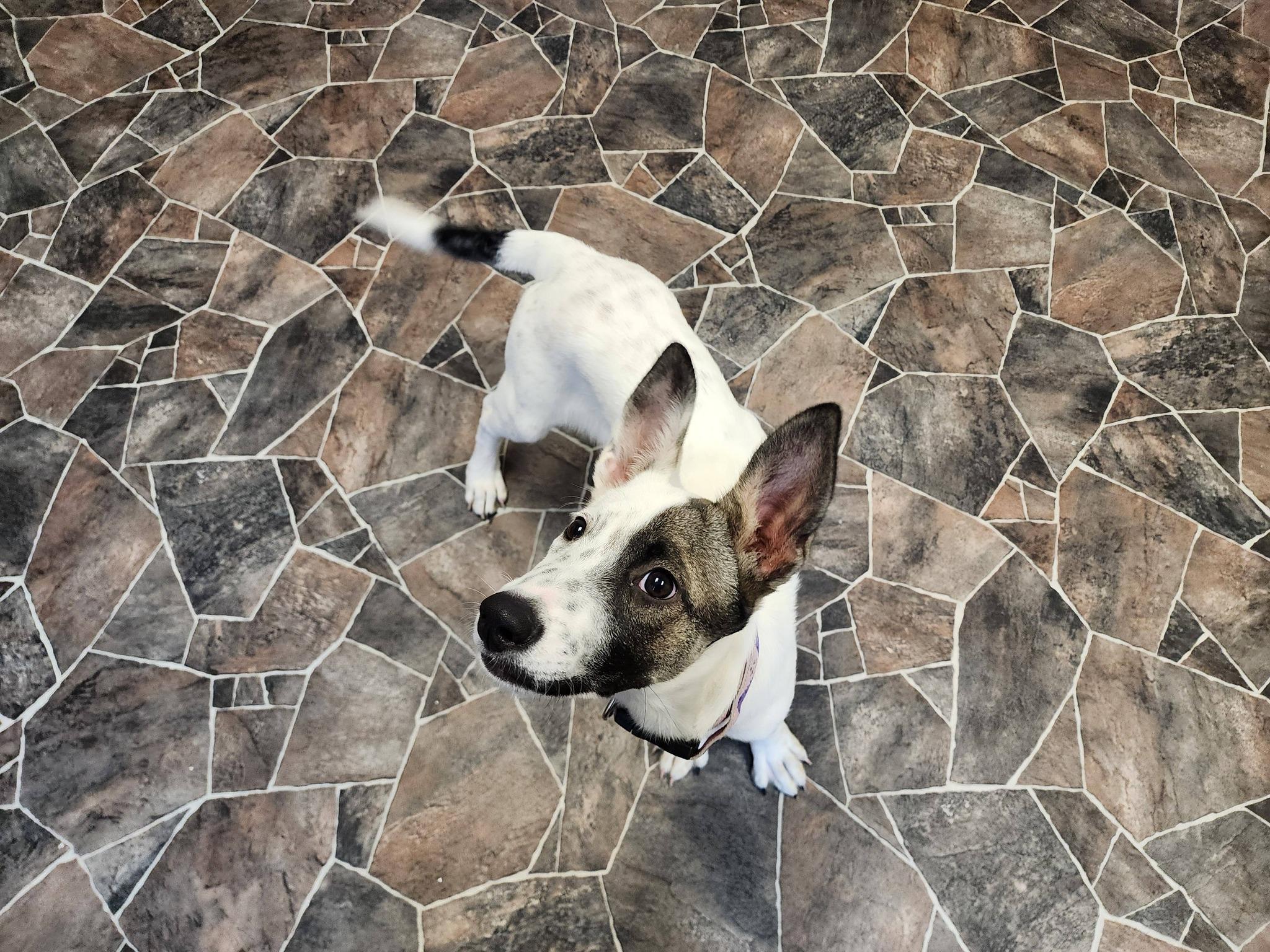 Enlarge Caterpillar, a ADOPTABLE mixed breed in Sterling Heights, MI image 2/6