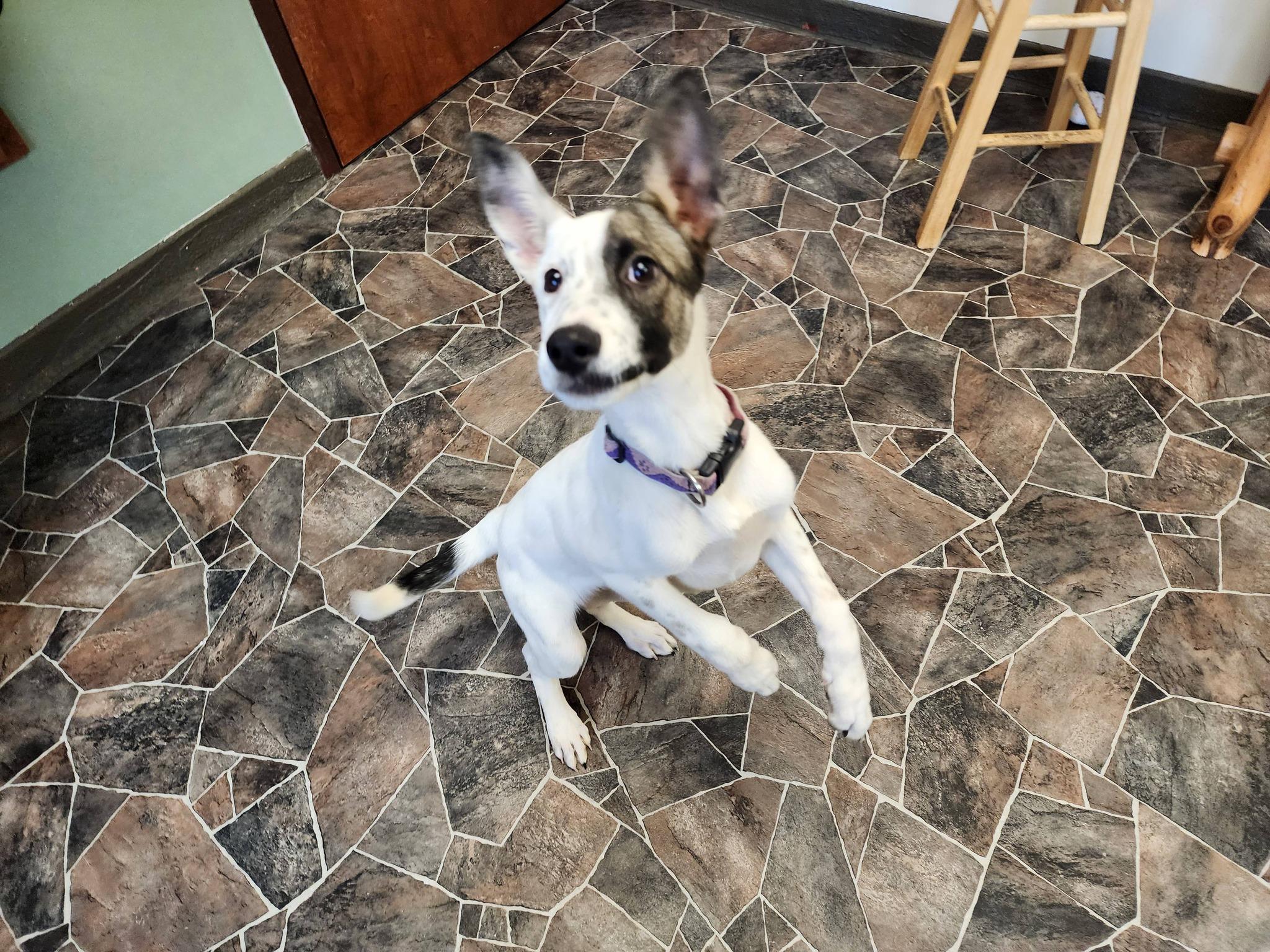 Enlarge Caterpillar, a ADOPTABLE mixed breed in Sterling Heights, MI image 5/6