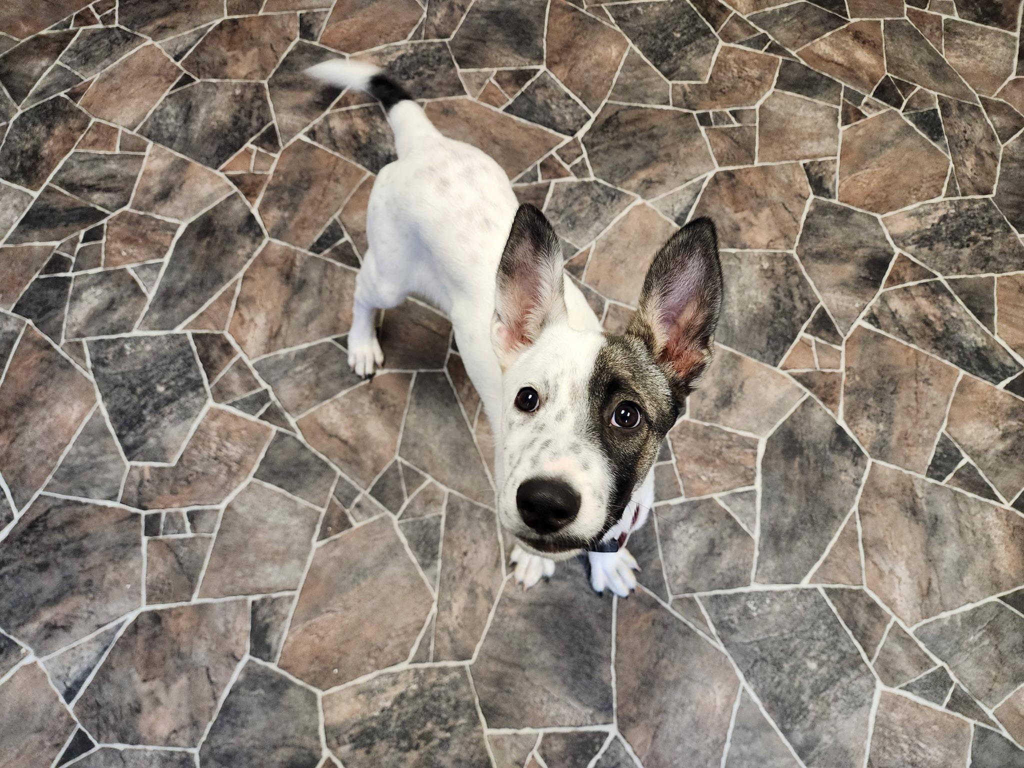 Caterpillar, ADOPTABLE, Puppy Female Terrier.