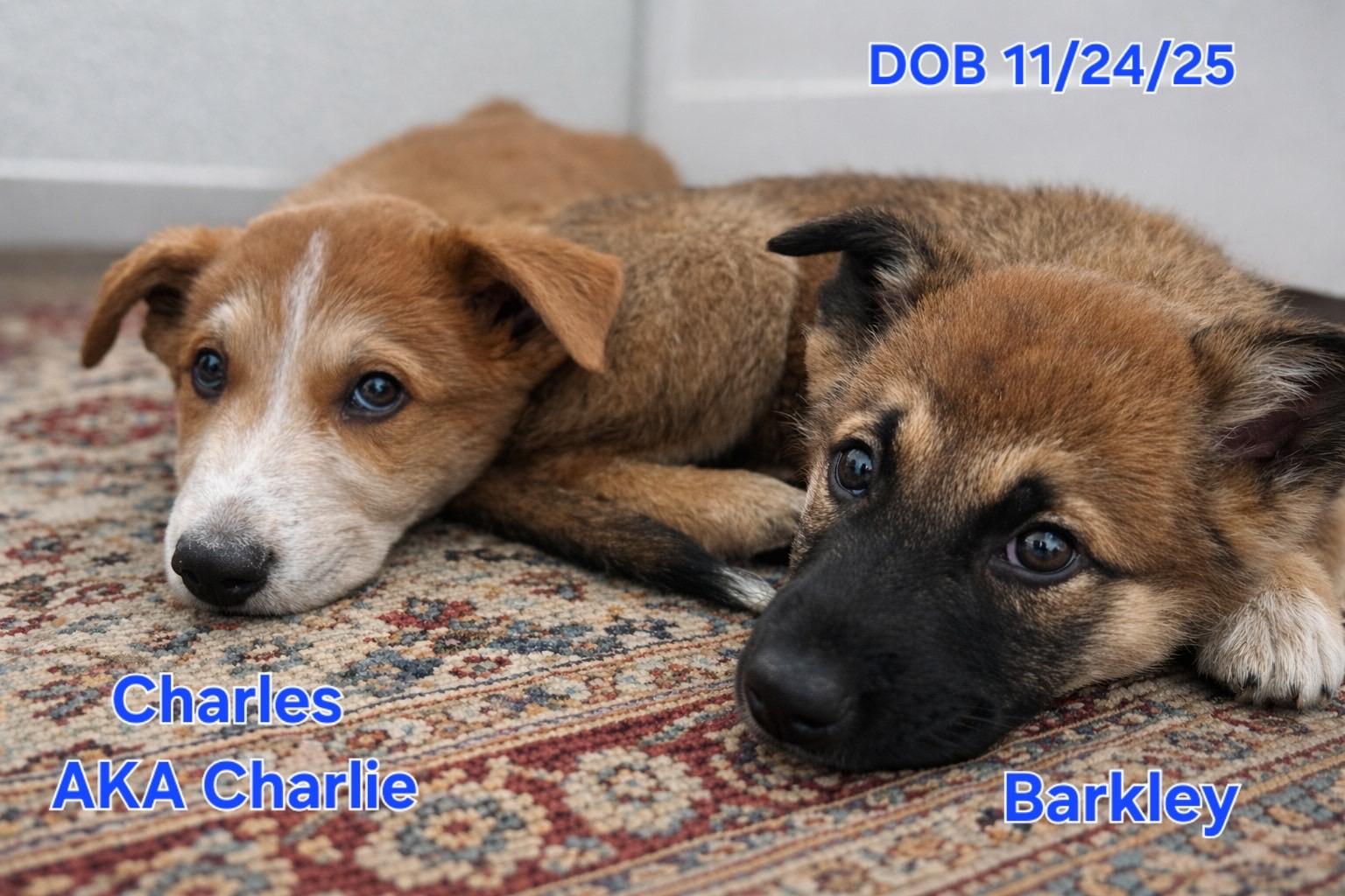 Enlarge Charles, a ADOPTABLE mixed breed in Murrieta, CA image 4/5