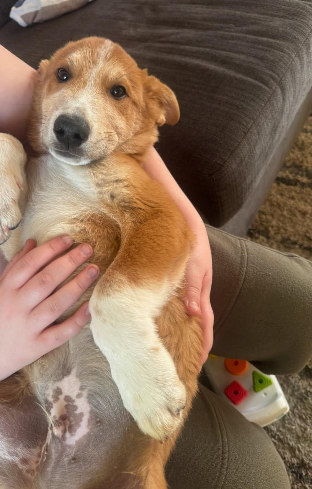 Enlarge Charles, a ADOPTABLE mixed breed in Murrieta, CA image 2/5