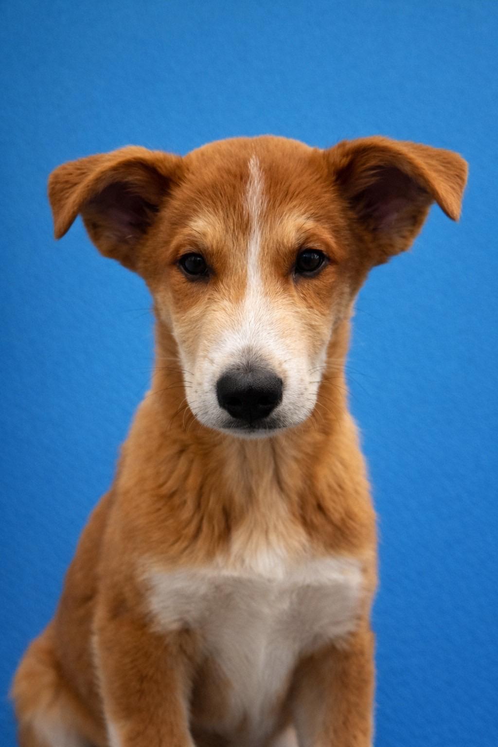 Enlarge Charles, a ADOPTABLE mixed breed in Murrieta, CA image 1/5