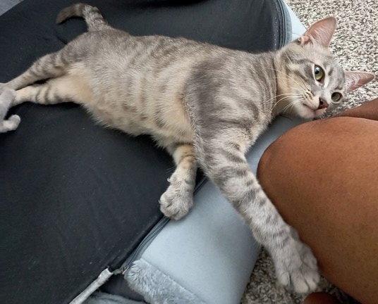Bunny, Adoptable, Young Female Tabby & Domestic Short Hair.