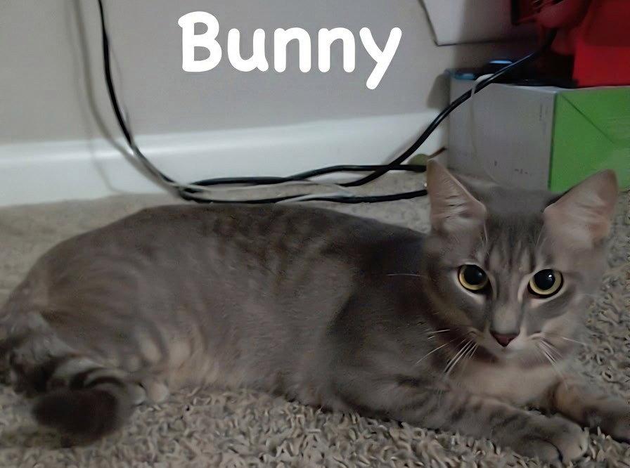 Enlarge Bunny, a Adoptable mixed breed in Alvin, TX image 3/3