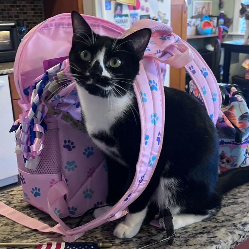 Michael, Adopted, Young Male Domestic Short Hair.