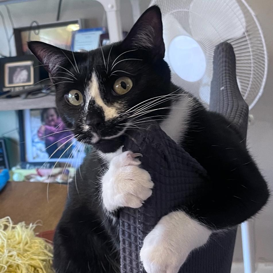 Enlarge Michael, a Adopted Domestic Short Hair in Philadelphia, PA image 2/3