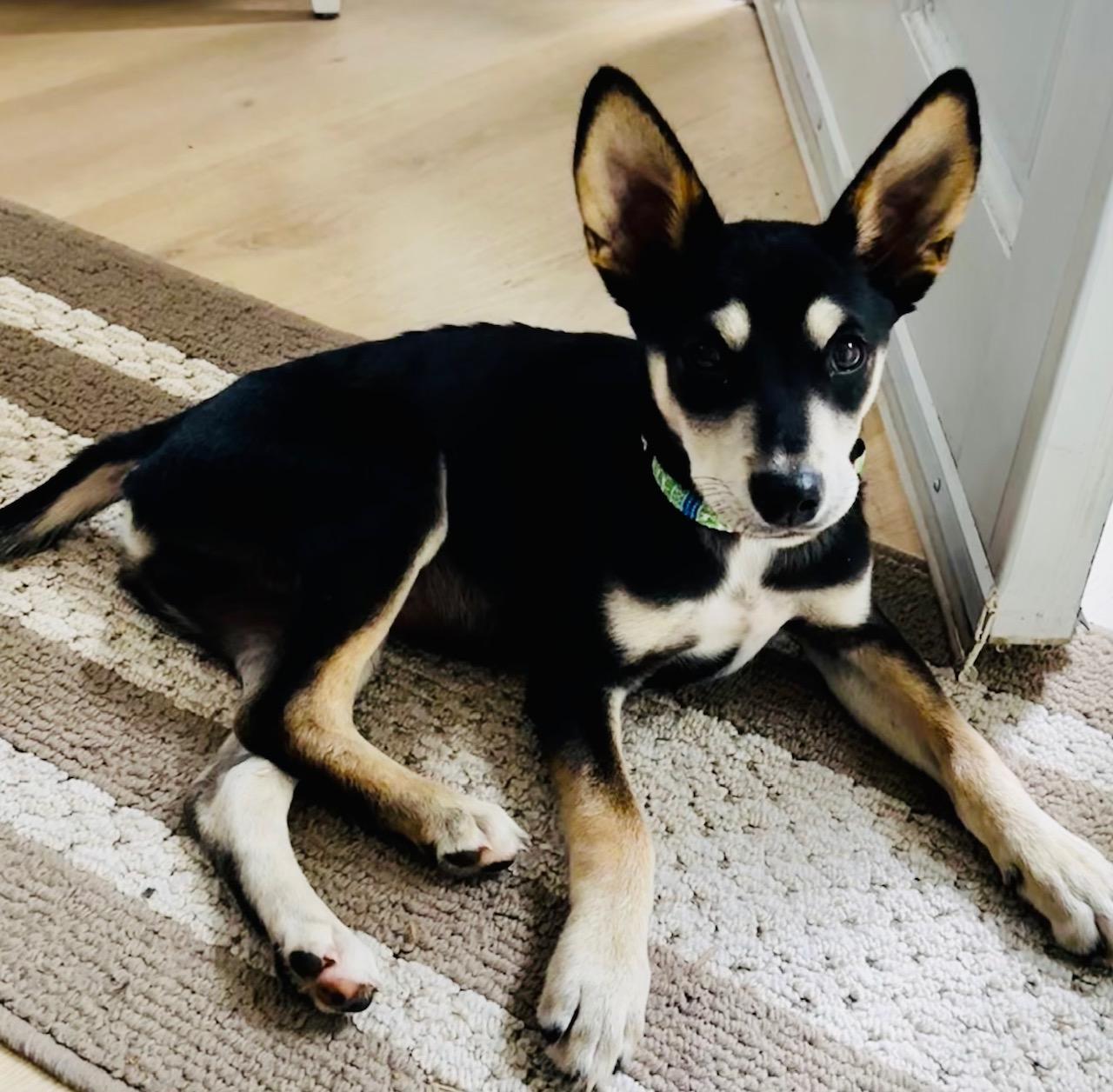 Lynden - Young, Resilient, and Ready to Thrive!, a Adoptable mixed breed in Seattle, WA image 3/3