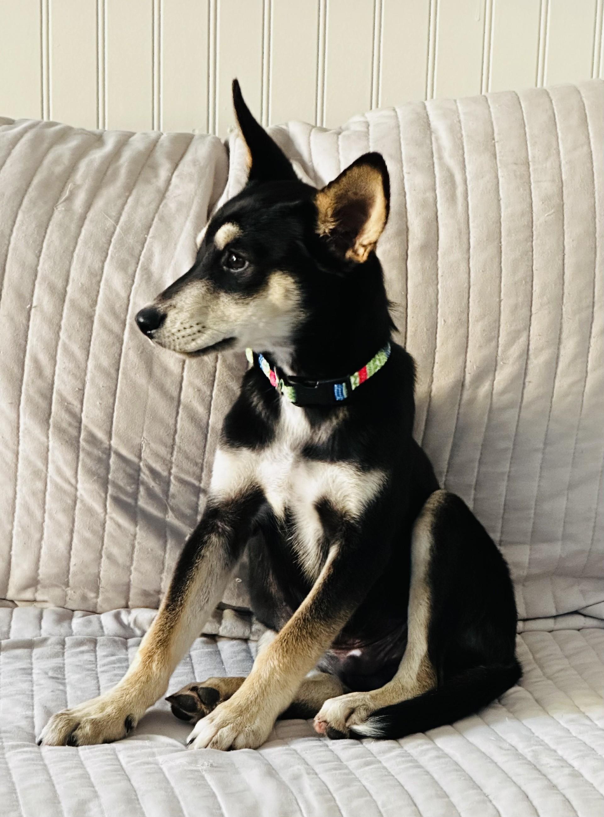 Lynden - Young, Resilient, and Ready to Thrive!, a Adoptable mixed breed in Seattle, WA image 1/3