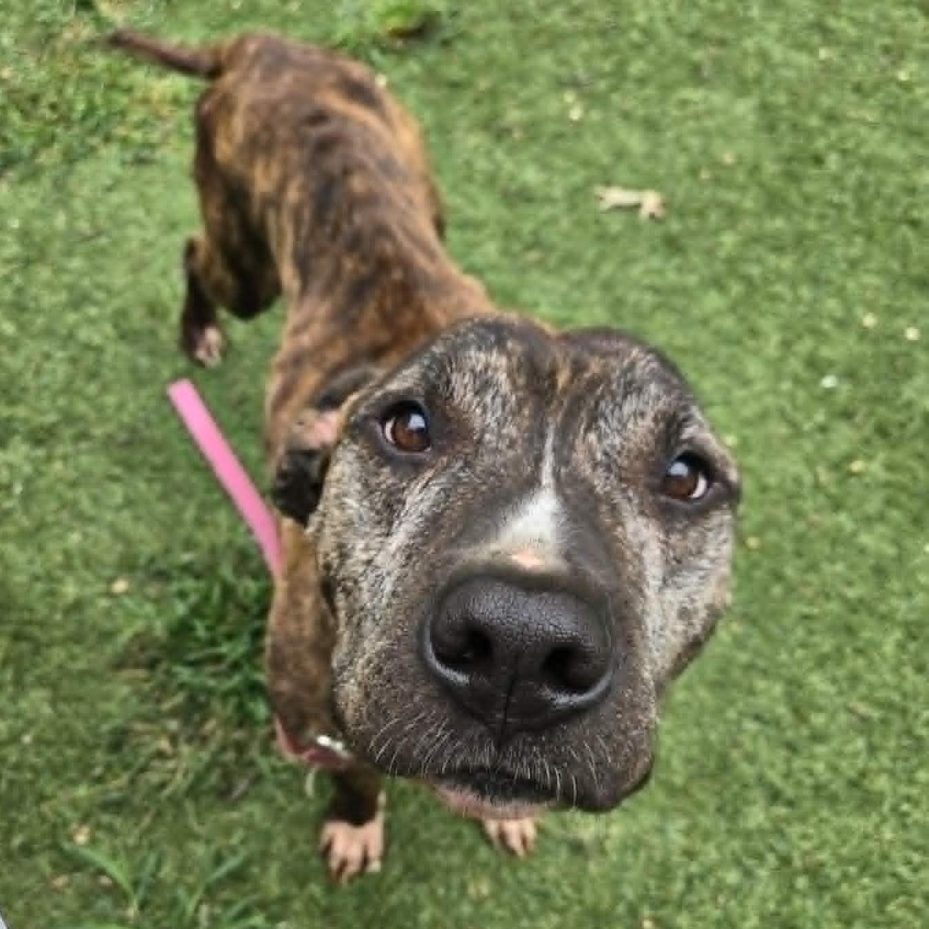 Razor, an adoptable mixed breed in Severn, MD image 4/4