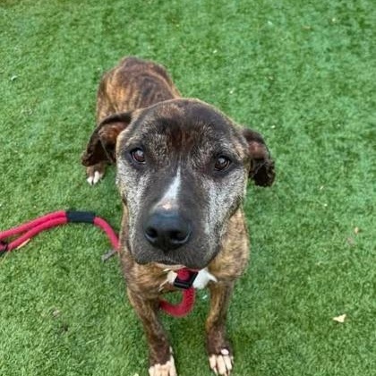 Razor, an adoptable mixed breed in Severn, MD image 2/4