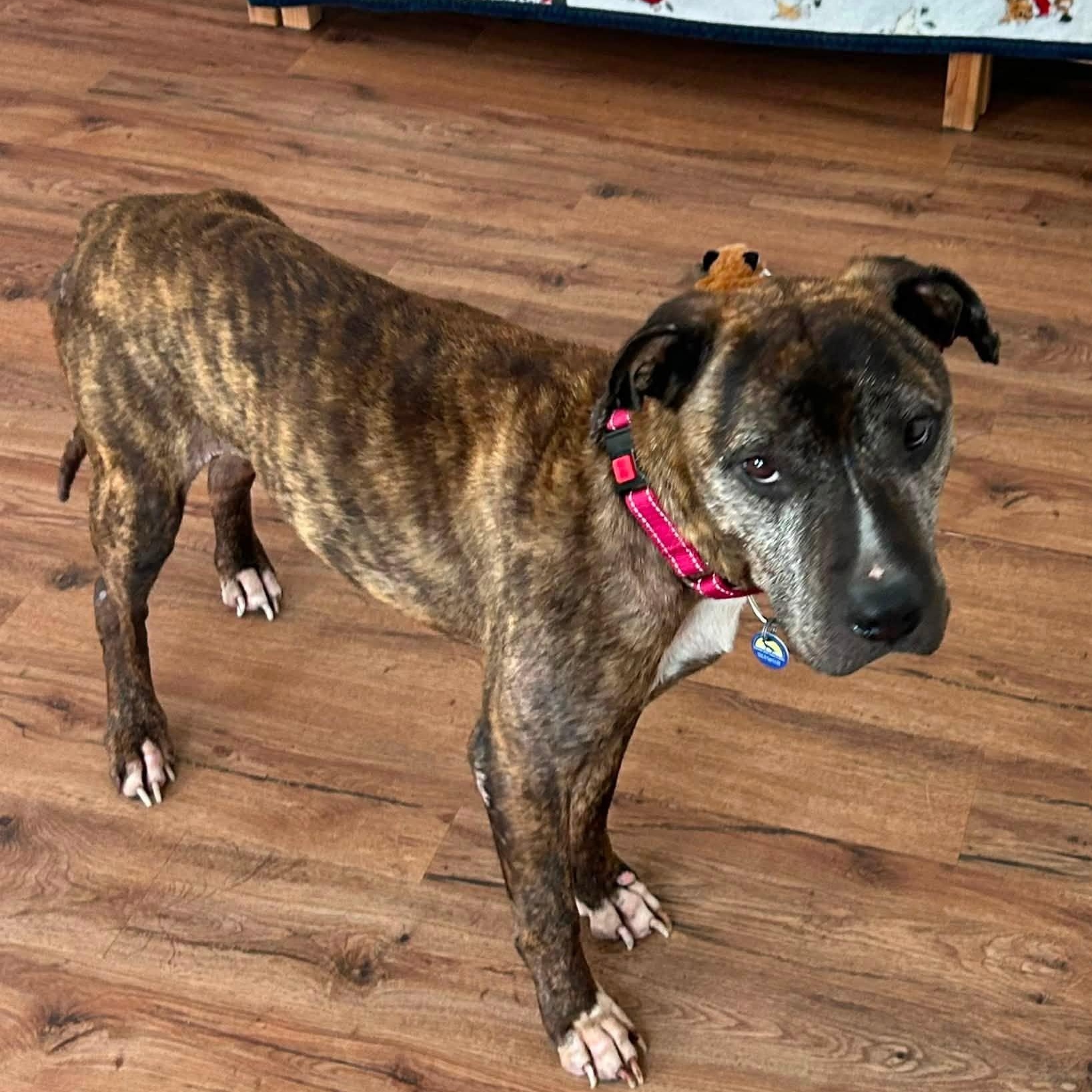 Razor, adoptable, Senior Male Mixed Breed & Terrier.