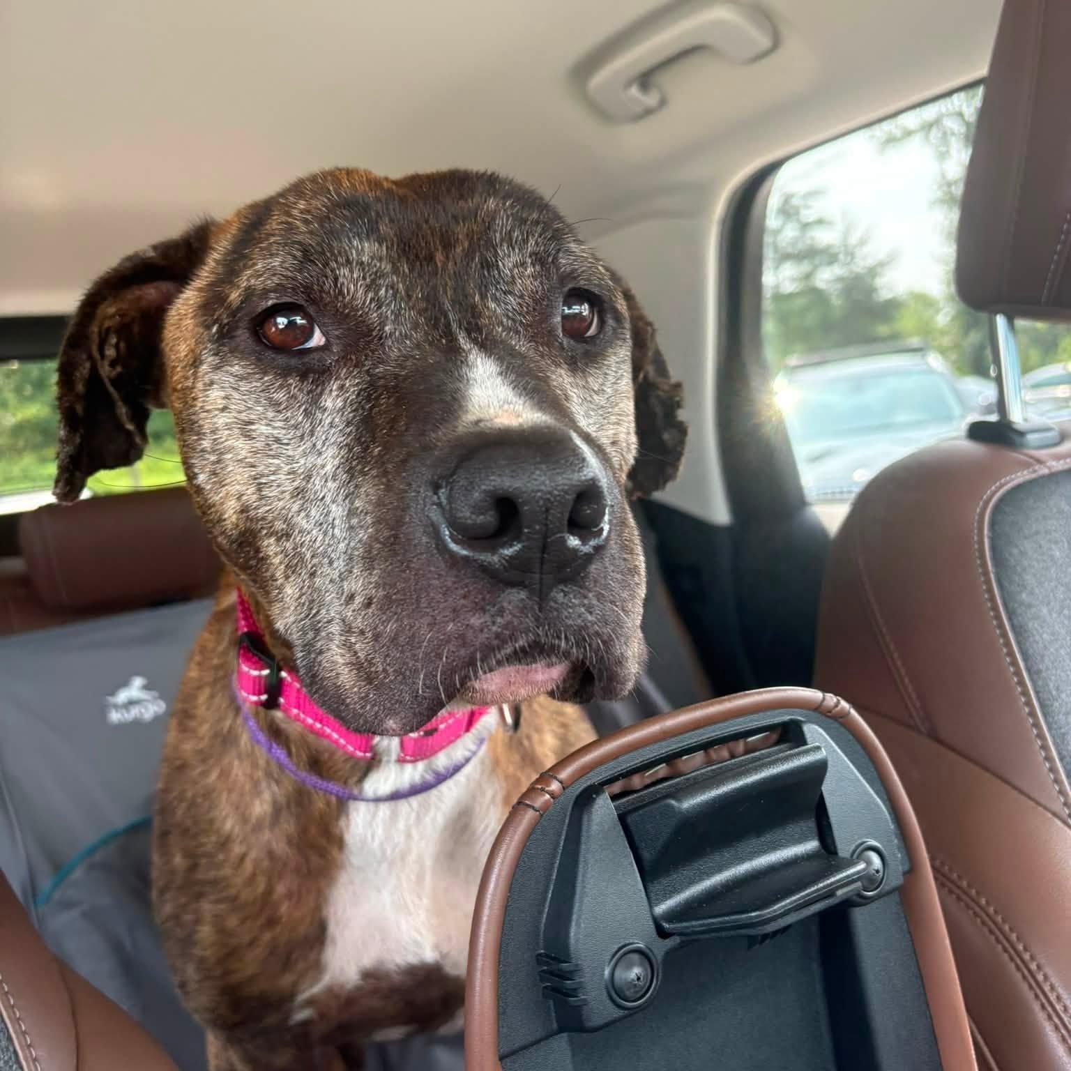Razor, an adoptable mixed breed in Severn, MD image 3/4