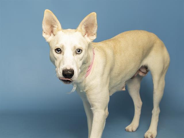 CANDY, Adoptable, Young Female Australian Kelpie & Mixed Breed.