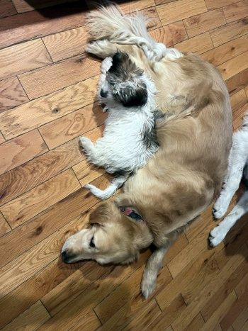 Cherry, a Adoptable mixed breed in Bedford Hills, NY image 5/5