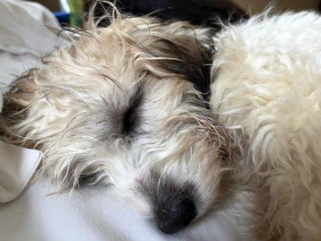 Cherry, a Adoptable mixed breed in Bedford Hills, NY image 3/5