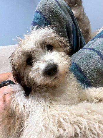 Cherry, a Adoptable mixed breed in Bedford Hills, NY image 4/5