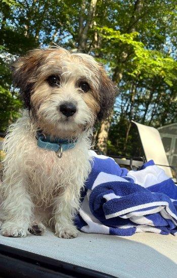 Cherry, a Adoptable mixed breed in Bedford Hills, NY image 1/5