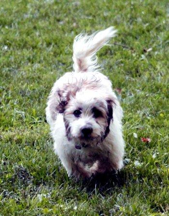 Cherry, a Adoptable mixed breed in Bedford Hills, NY image 2/5