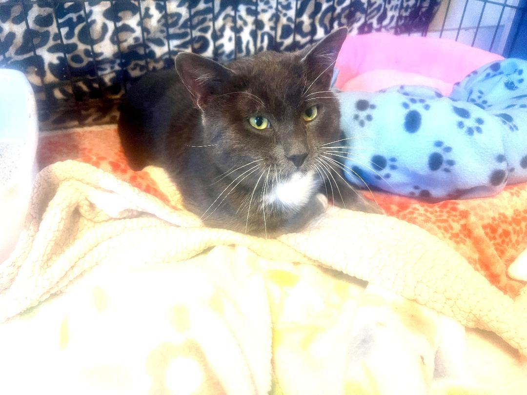 Handsome, an adopted Tuxedo in Gilroy, CA image 2/2