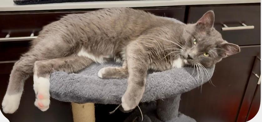 Handsome, an adopted Tuxedo in Gilroy, CA image 1/2