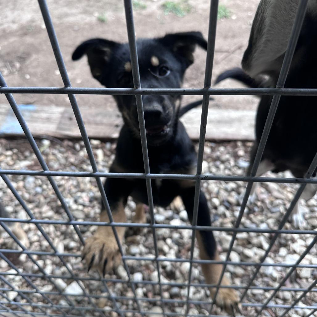 Tot, Adoptable, Puppy Female German Shepherd Dog & Labrador Retriever.