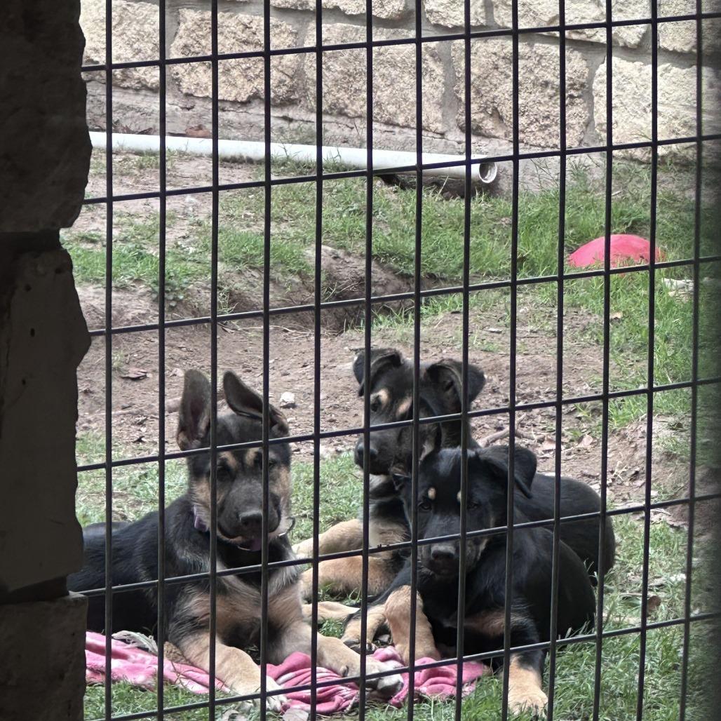 Enlarge Tot, a Adoptable mixed breed in New Fairfield, CT image 2/6