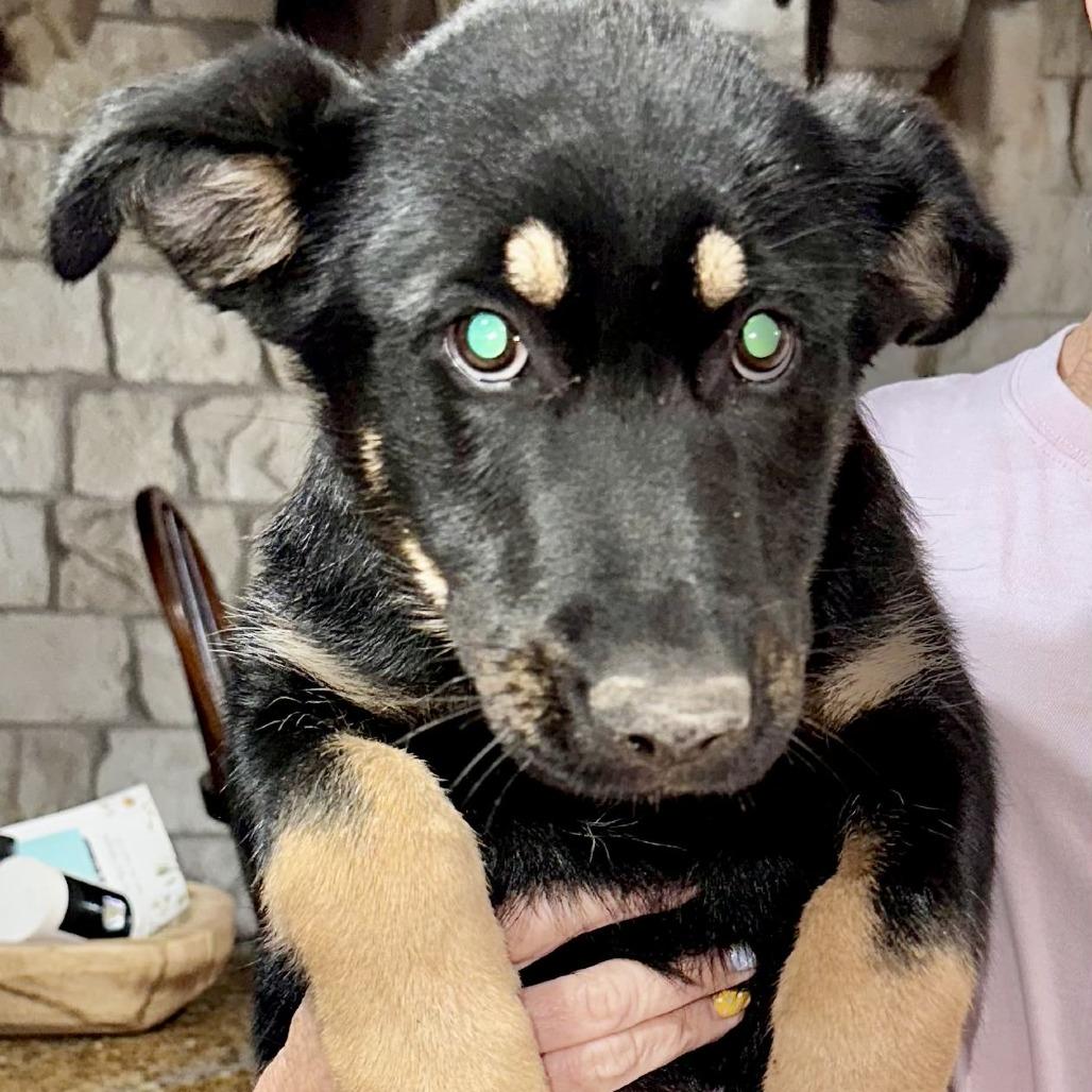 Enlarge Tot, a Adoptable mixed breed in New Fairfield, CT image 3/6