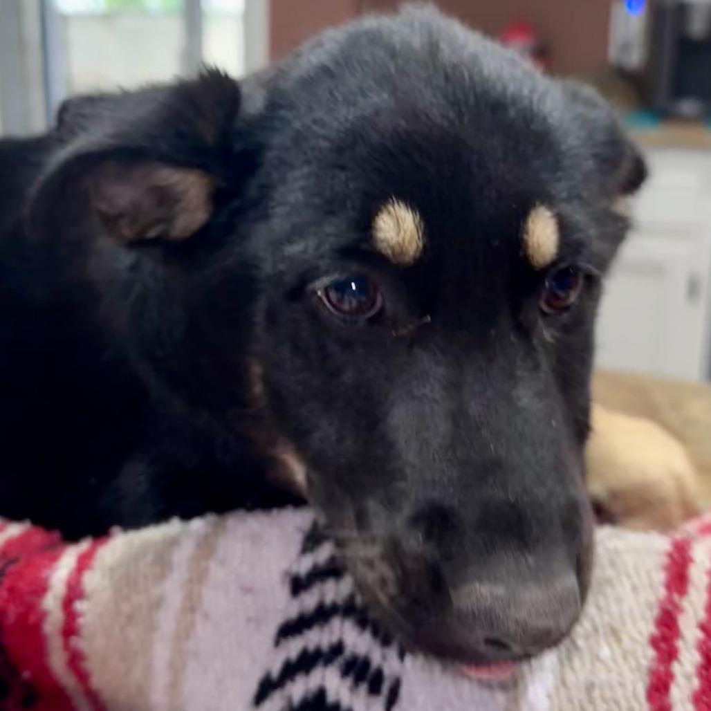 Enlarge Tot, a Adoptable mixed breed in New Fairfield, CT image 4/6