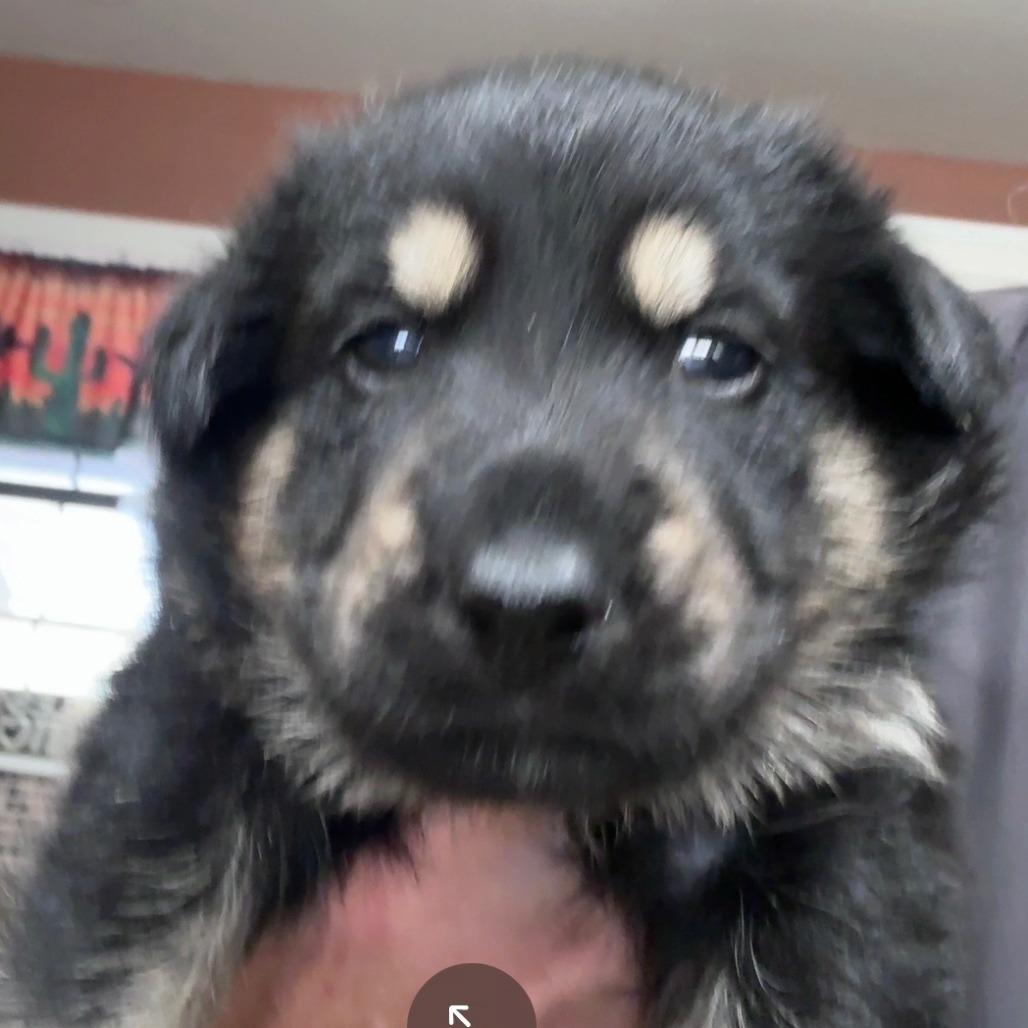 Enlarge Tot, a Adoptable mixed breed in New Fairfield, CT image 5/6