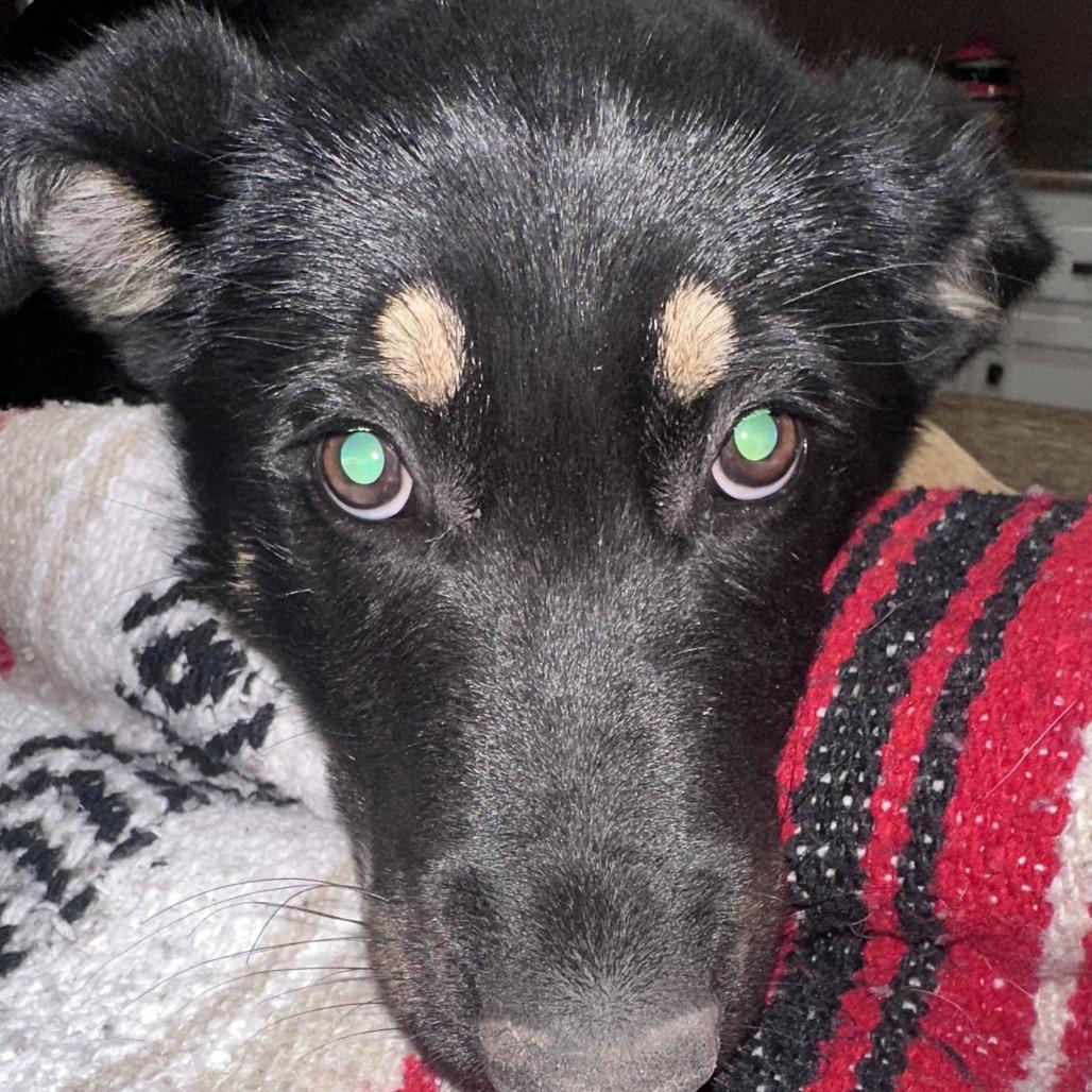 Enlarge Tot, a Adoptable mixed breed in New Fairfield, CT image 6/6