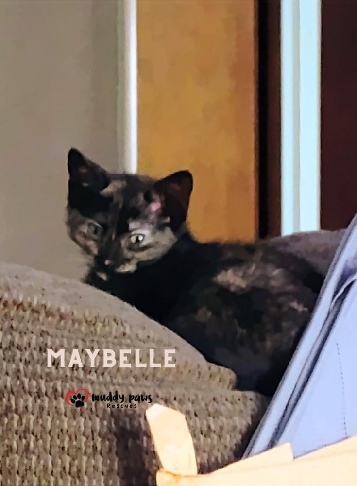 Genteel Southern Belles: Miss Maybelle