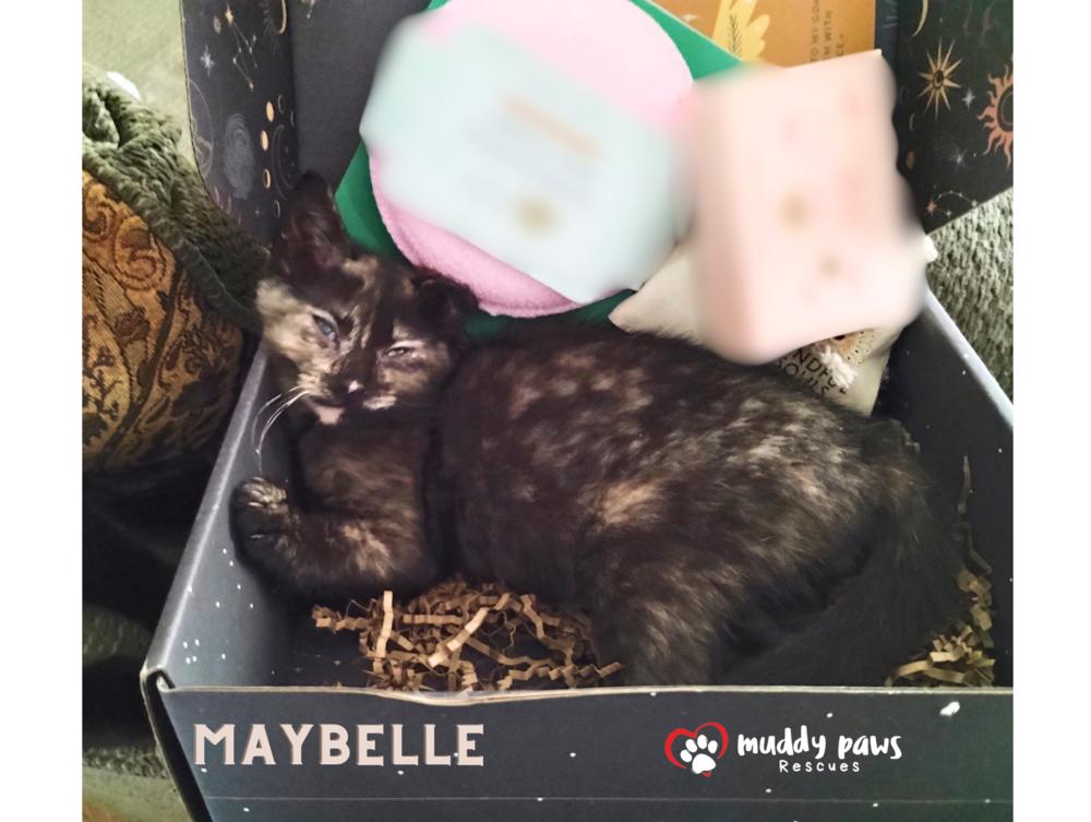 Genteel Southern Belles: Miss Maybelle — thumbnail 2