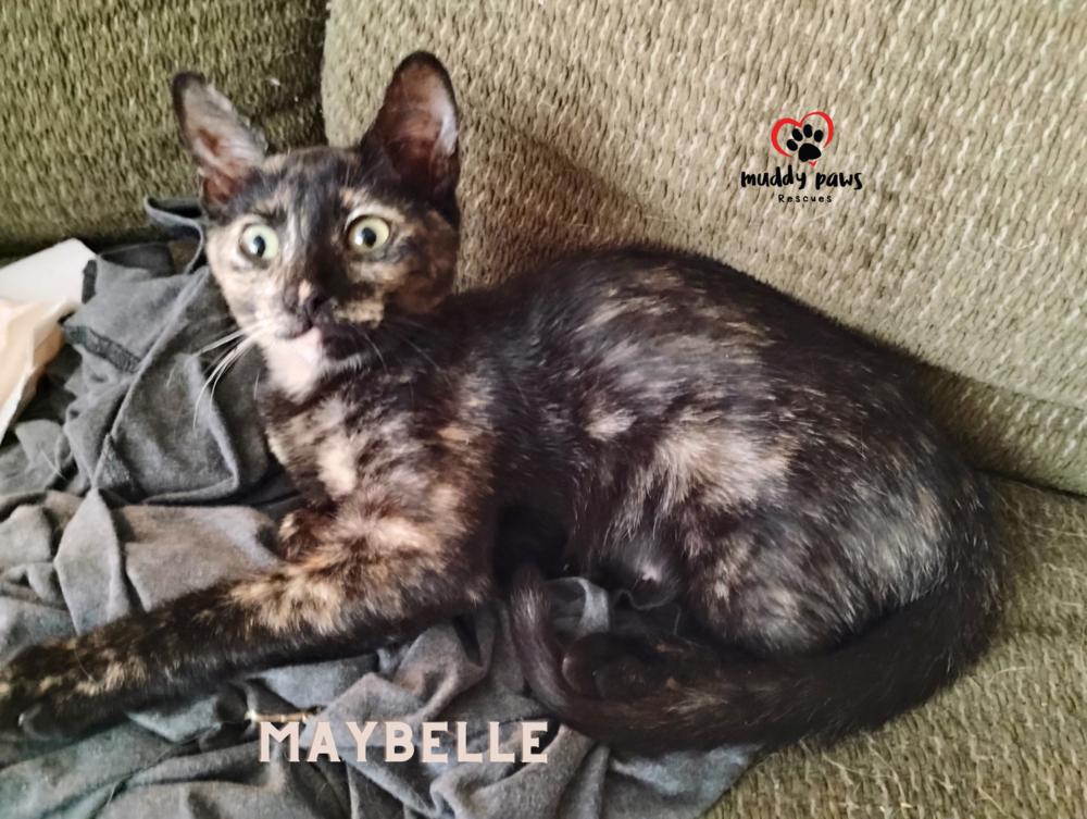 Genteel Southern Belles: Miss Maybelle — thumbnail 3