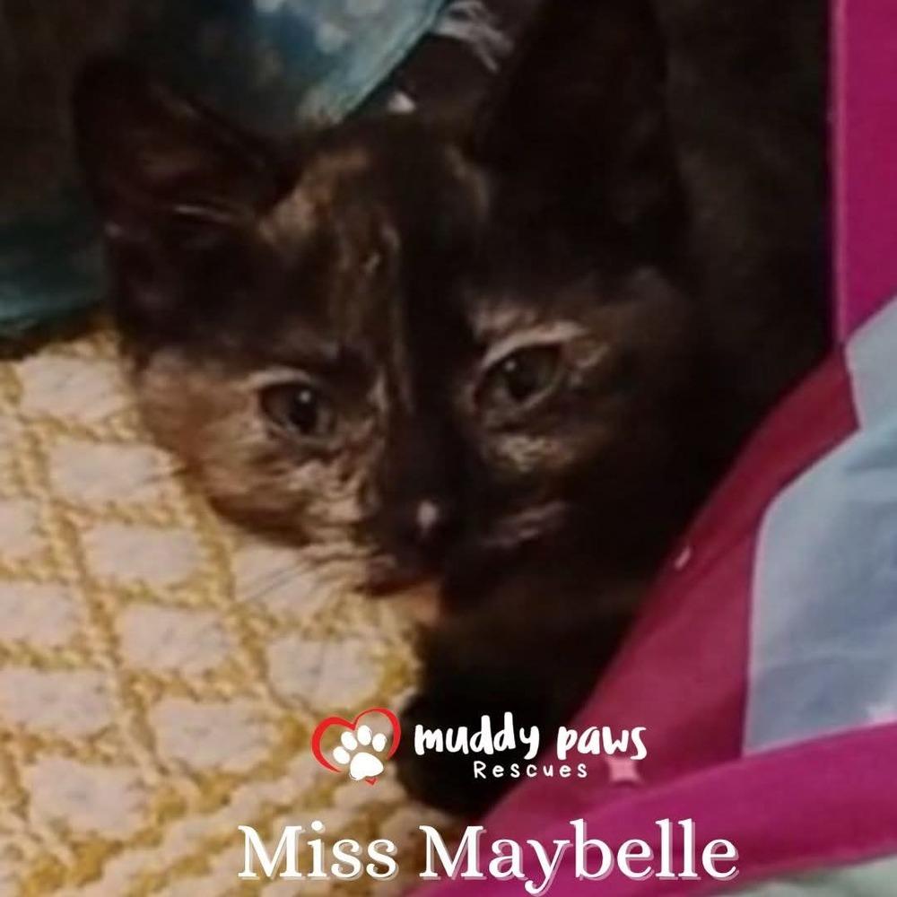 Genteel Southern Belles: Miss Maybelle — thumbnail 4