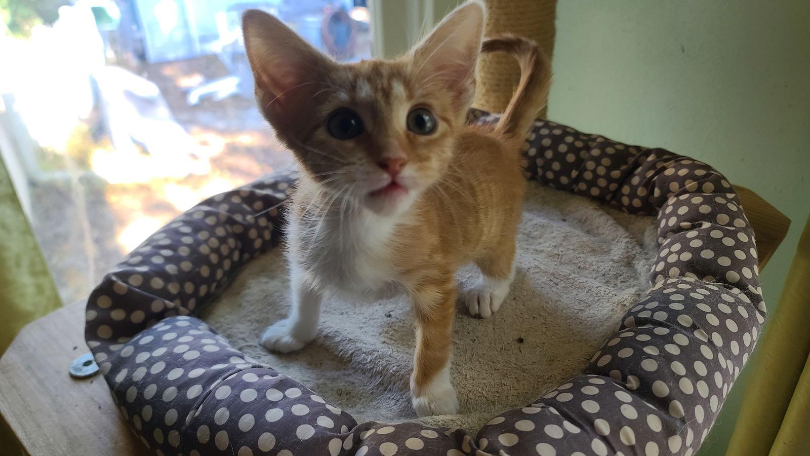 Enlarge Ginger, a Adopted mixed breed in Rockwall, TX image 1/3