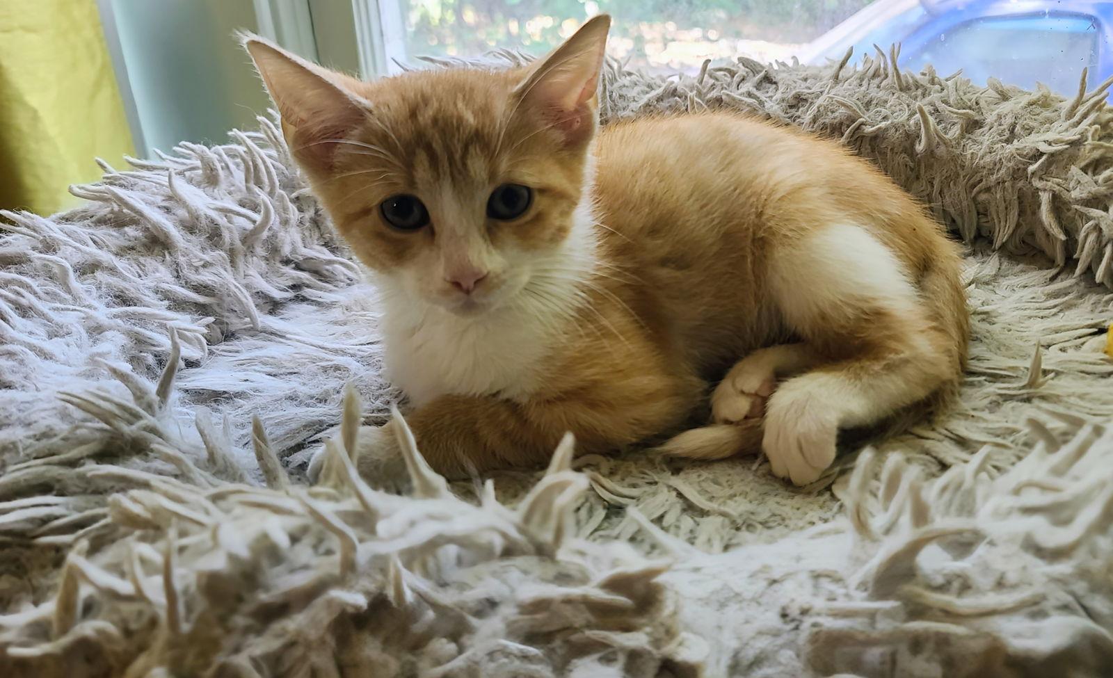 Enlarge Ginger, a Adopted mixed breed in Rockwall, TX image 2/3